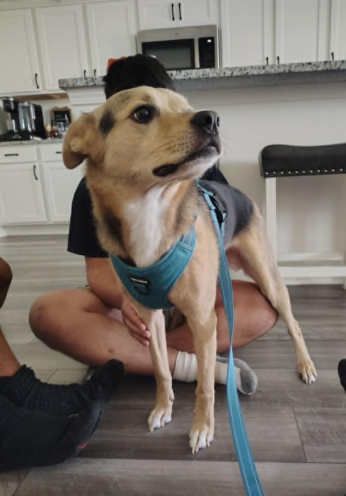 Enlarge Jax, a Adoptable mixed breed in Gillsville, GA image 3/4