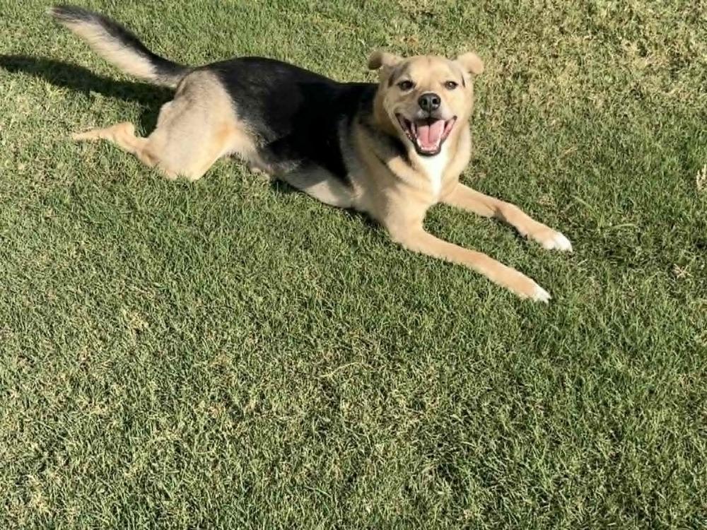 Enlarge Jax, a Adoptable mixed breed in Gillsville, GA image 4/4
