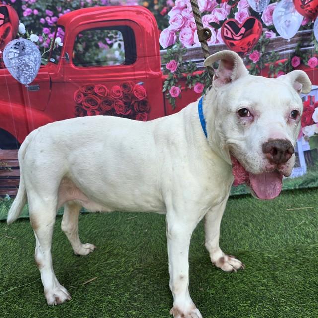 HOWIE — thumbnail 2