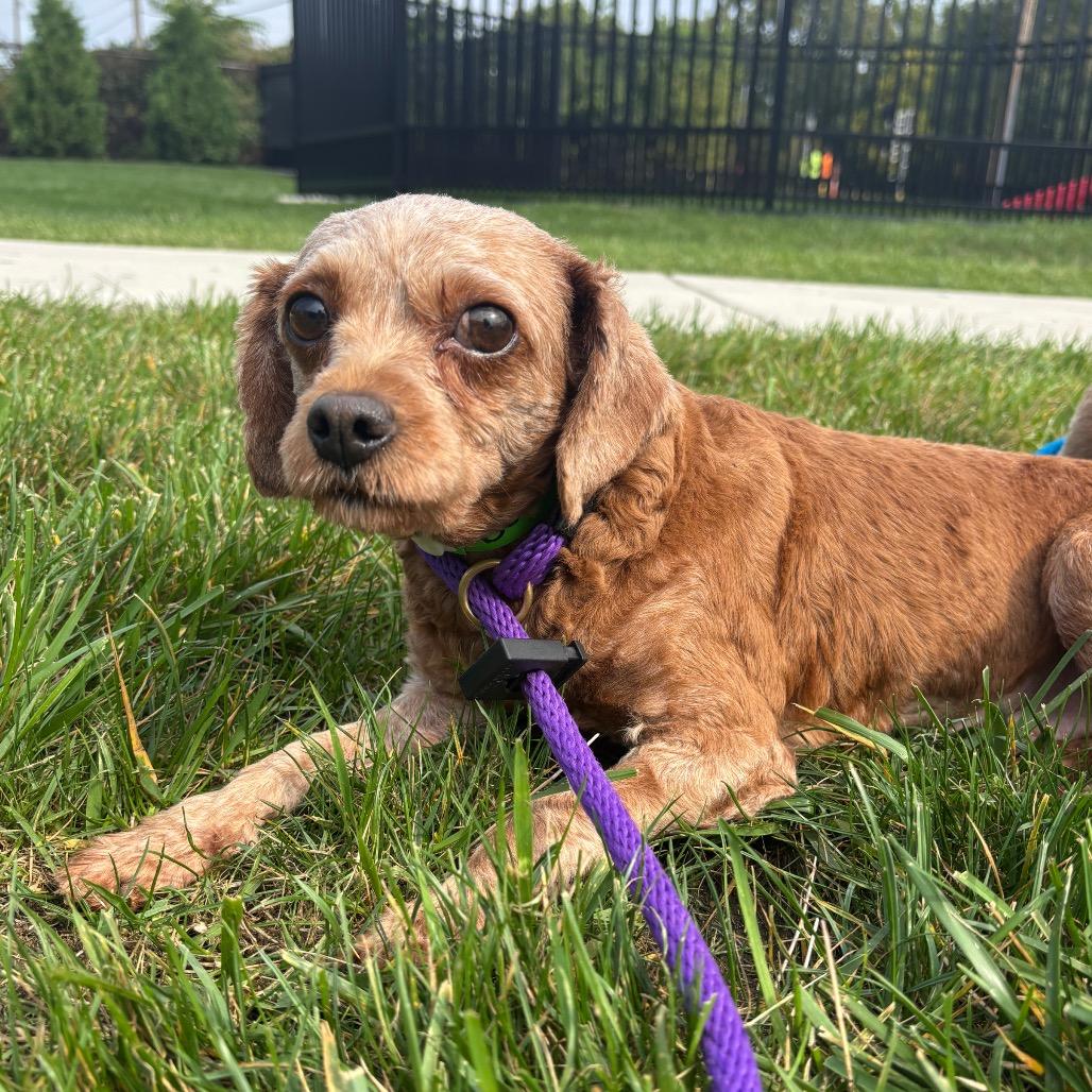 Enlarge Bethanne, a Adoptable Miniature Poodle in Fort Wayne, IN image 1/5