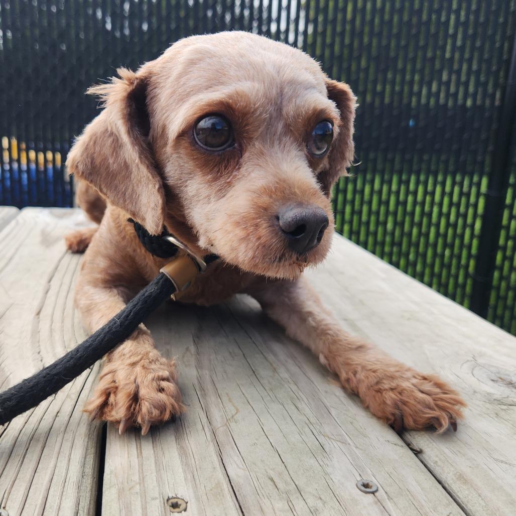 Enlarge Bethanne, a Adoptable Miniature Poodle in Fort Wayne, IN image 2/5