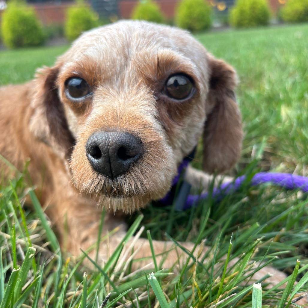 Enlarge Bethanne, a Adoptable Miniature Poodle in Fort Wayne, IN image 3/5