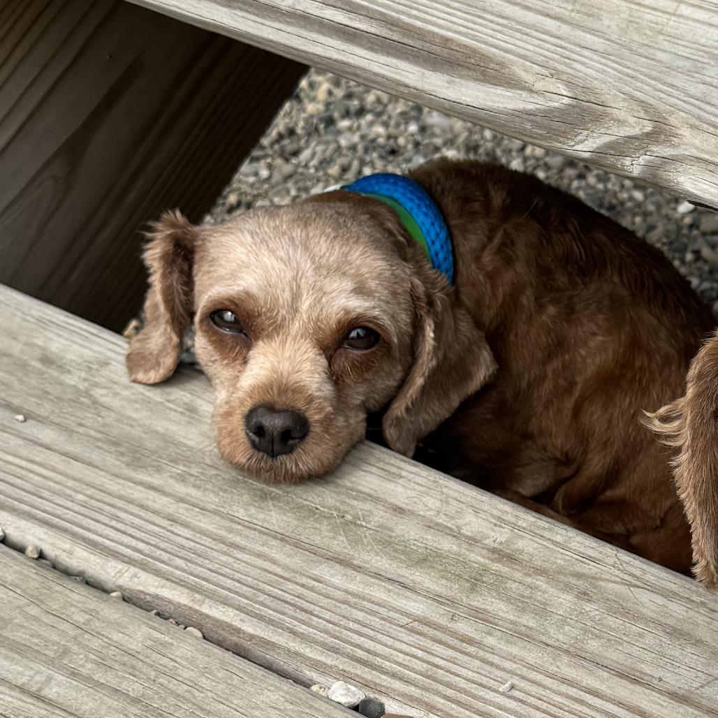 Enlarge Bethanne, a Adoptable Miniature Poodle in Fort Wayne, IN image 4/5