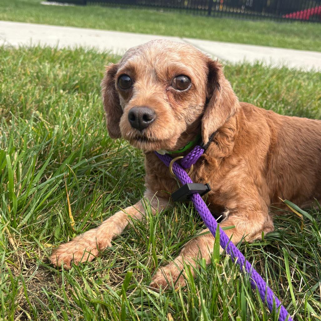 Enlarge Bethanne, a Adoptable Miniature Poodle in Fort Wayne, IN image 5/5