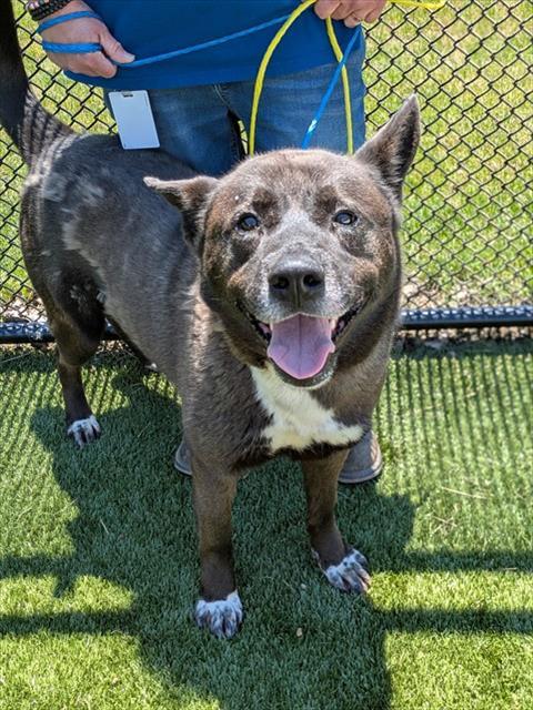 RIKO, Adoptable, Adult Male Akita & Pit Bull Terrier.