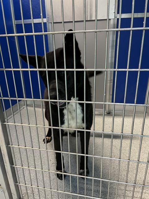 RIKO, Adoptable, Young Male Akita & Pit Bull Terrier.