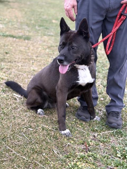 RIKO, Adoptable, Adult Male Akita & Pit Bull Terrier.