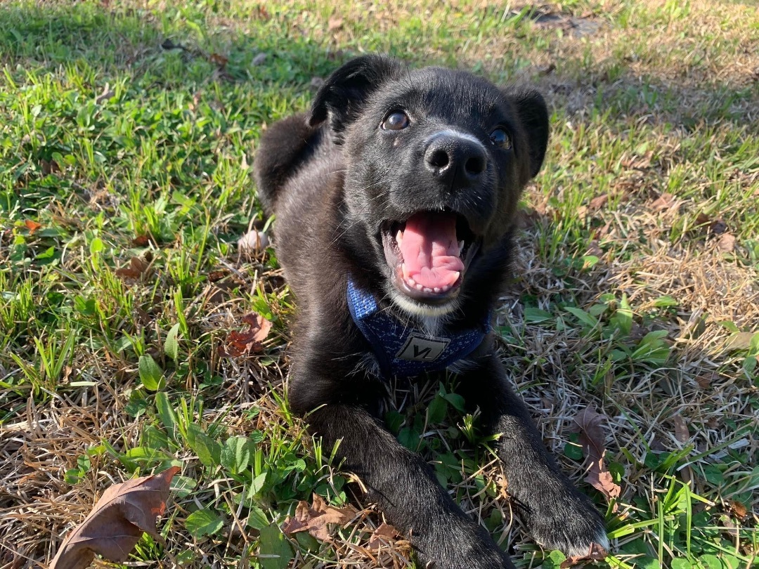 Lottie, Adopted, Puppy Female Rat Terrier & Australian Shepherd.