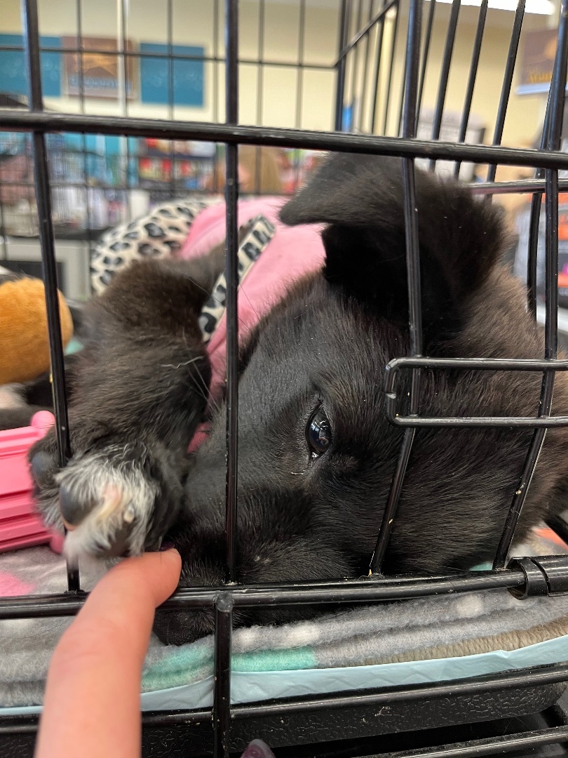 Enlarge Lottie, a Adopted mixed breed in Gadsden, AL image 2/6