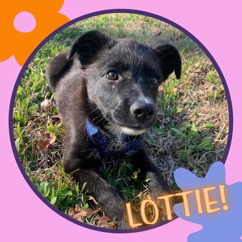 Enlarge Lottie, a Adopted mixed breed in Gadsden, AL image 3/6