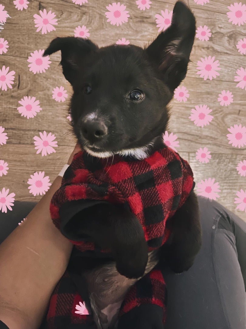 Enlarge Lottie, a Adopted mixed breed in Gadsden, AL image 5/6