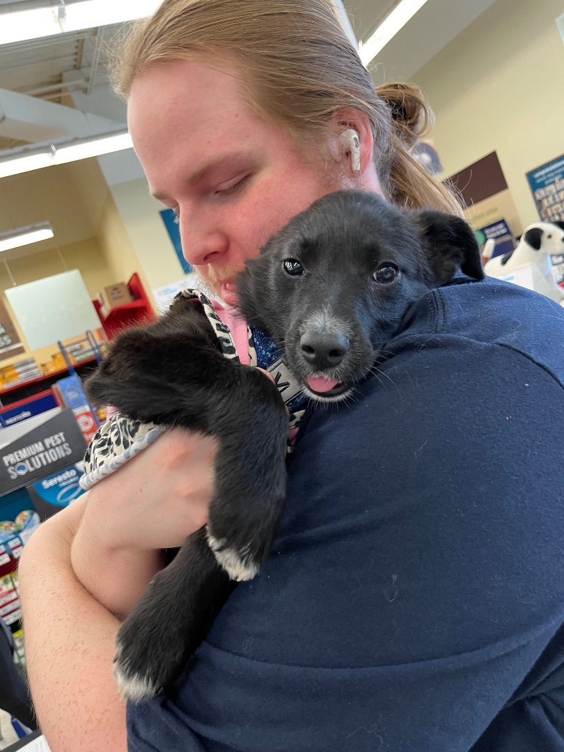 Enlarge Lottie, a Adopted mixed breed in Gadsden, AL image 6/6