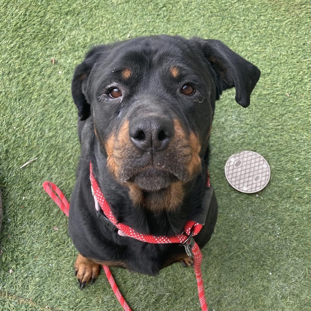 Sugar, Adoptable, Adult Female Rottweiler & Mixed Breed.