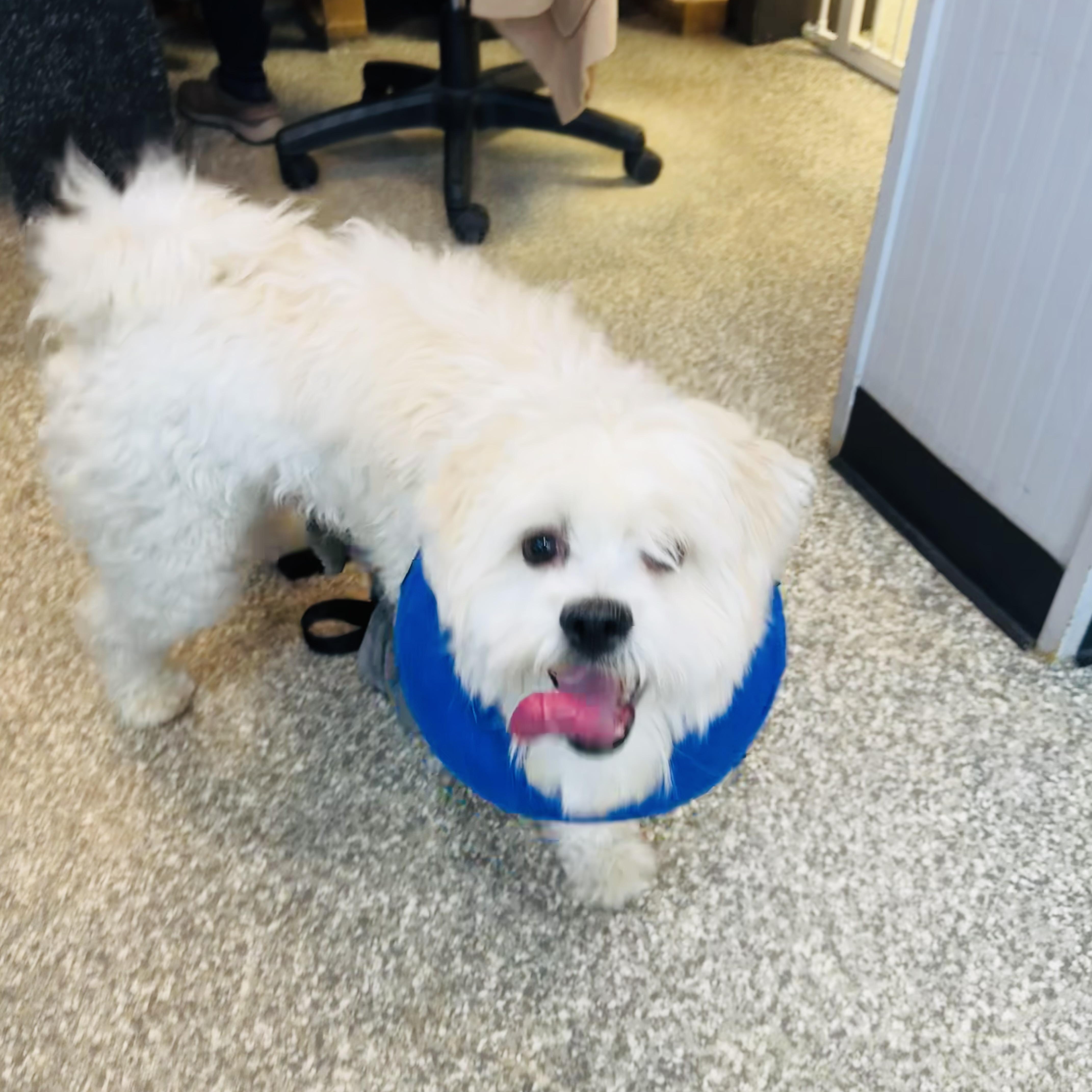 Gatsby, ADOPTABLE, Adult Male Shih poo.