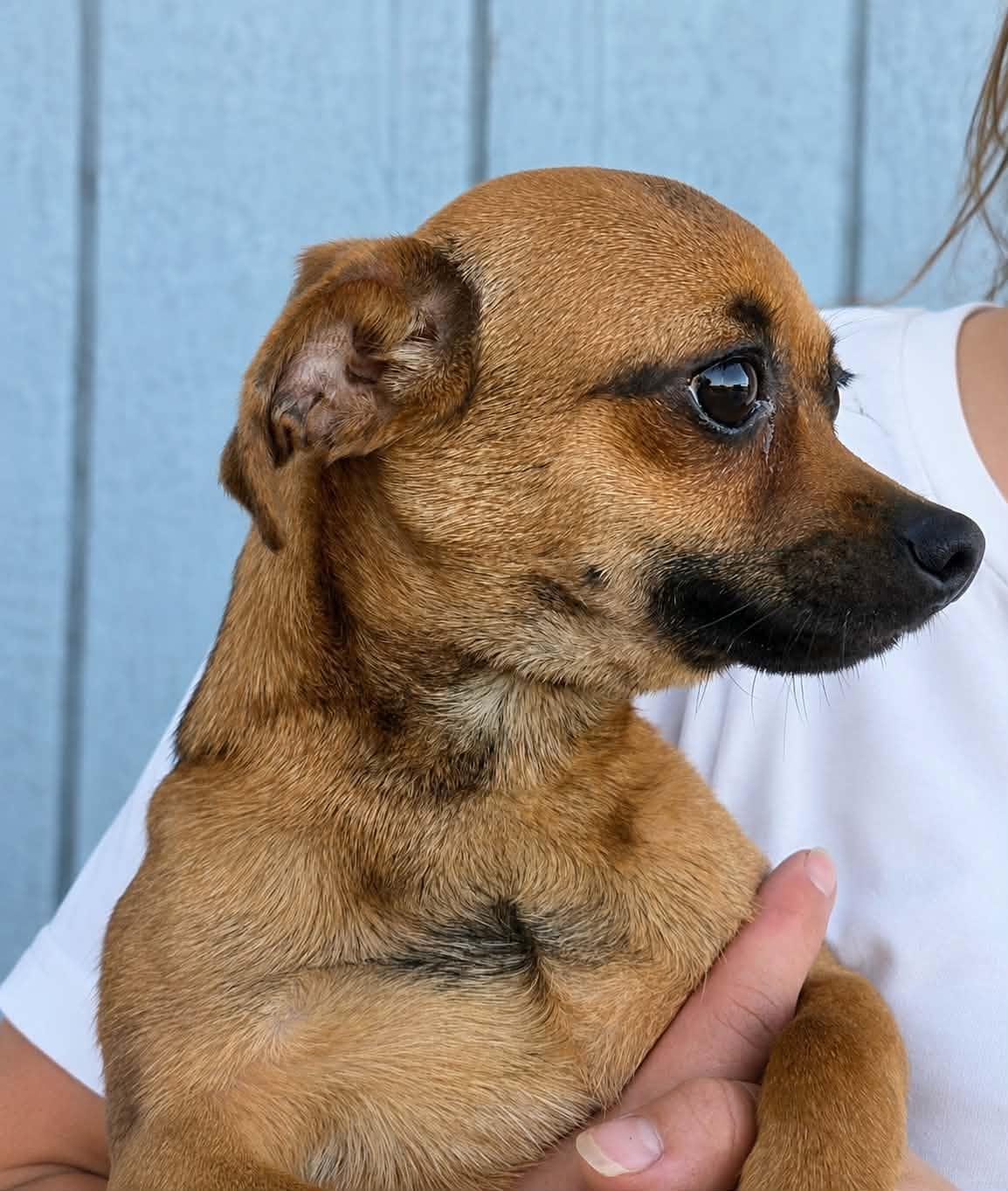 Enlarge Valor, a Adoptable Chihuahua in Mukwonago, WI image 1/1