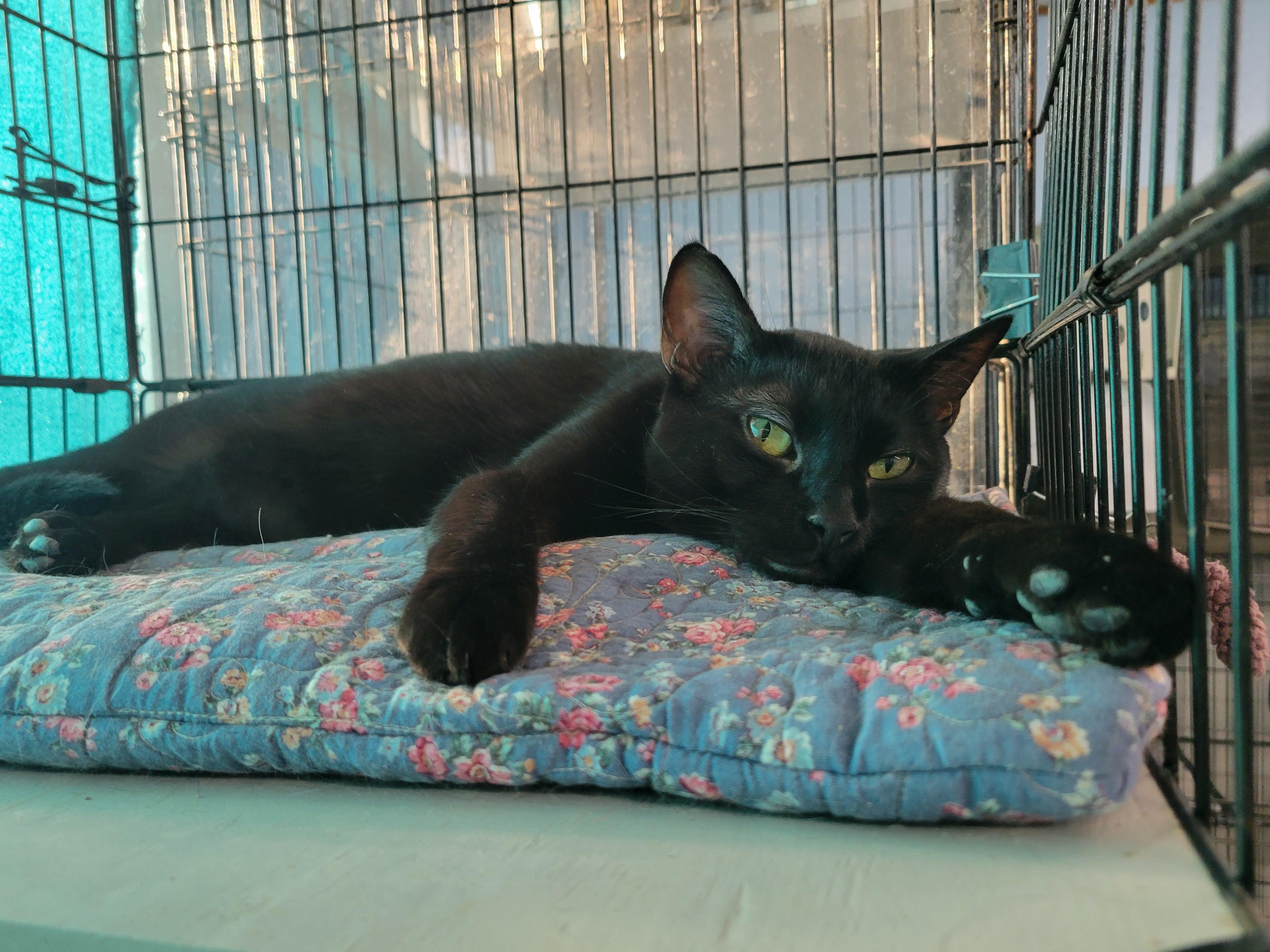 Oswald, an adoptable Domestic Short Hair in Clarinda, IA, 51632 | Photo Image 1