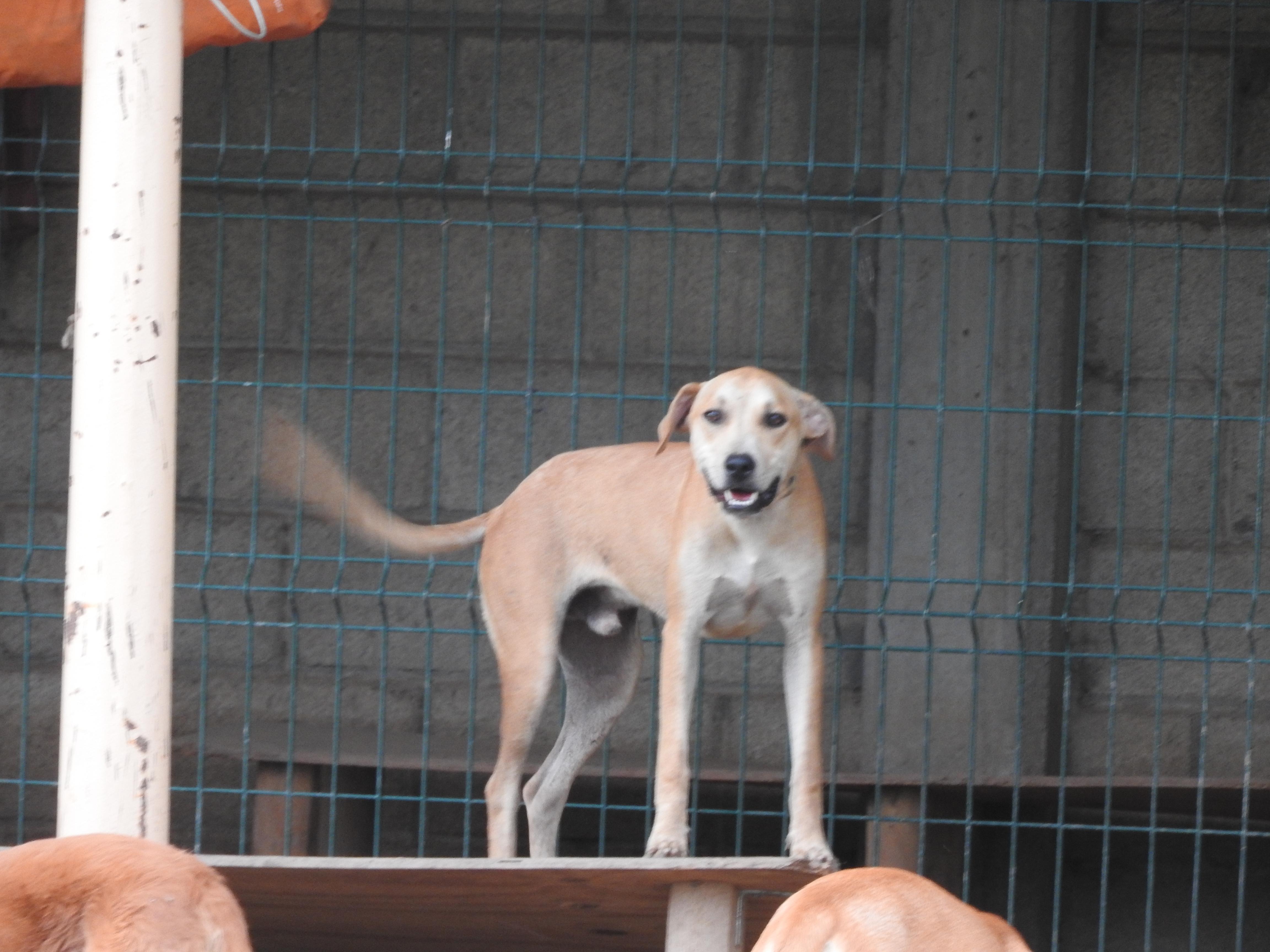 Snoopy, Adoptable, Young Male Rhodesian Ridgeback.