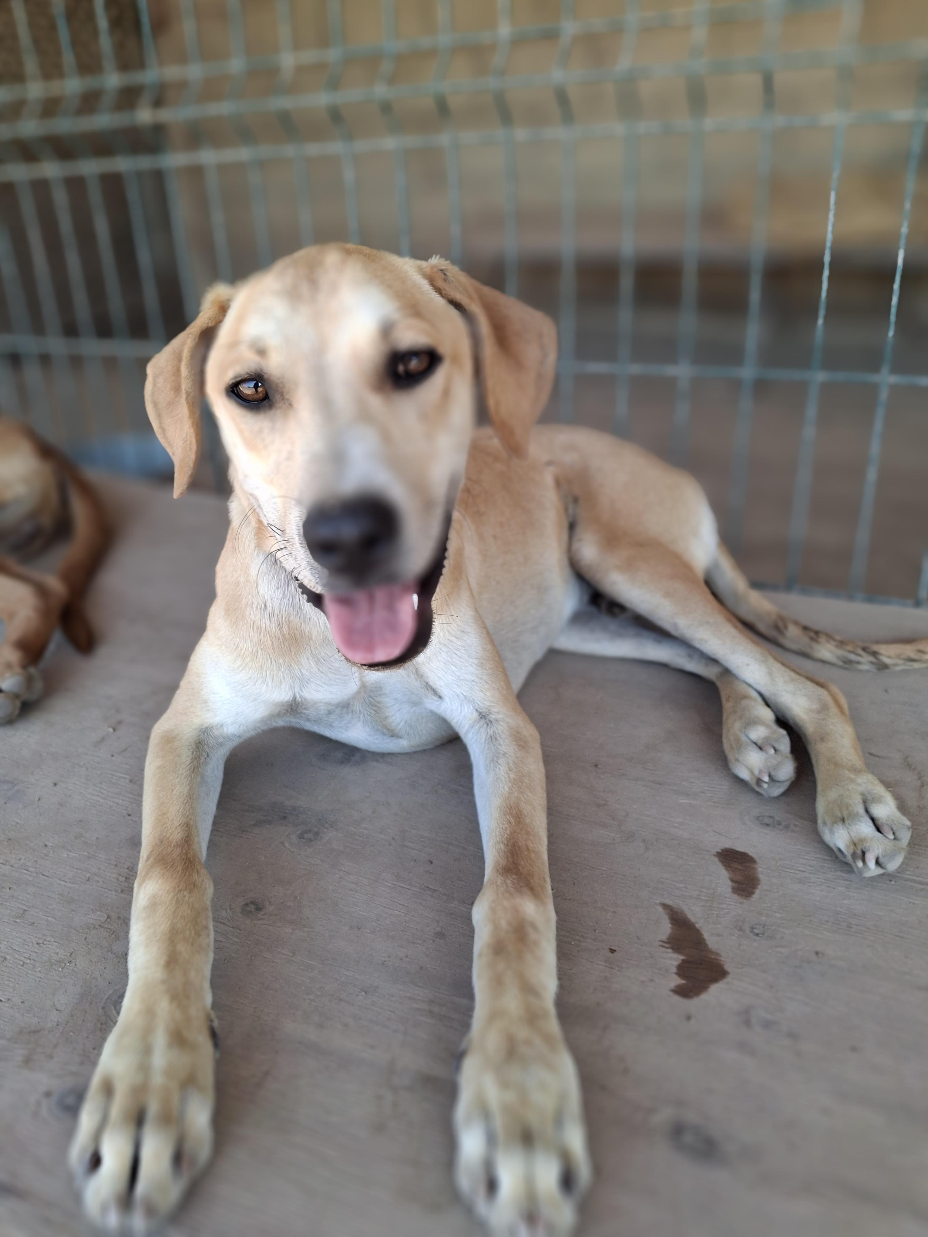 Enlarge Snoopy, a Adoptable mixed breed in Vancouver, BC image 2/6