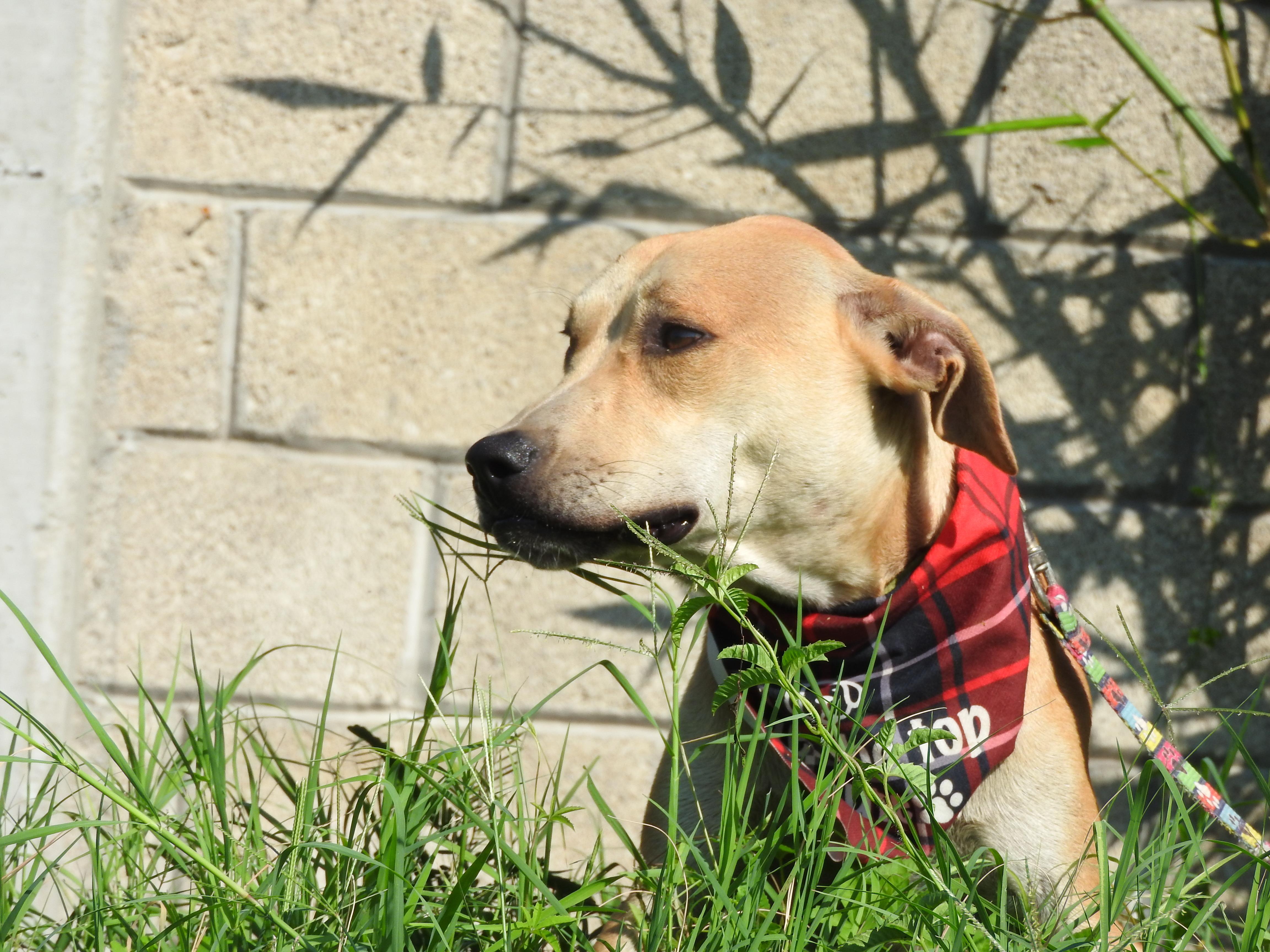 Enlarge Snoopy, a Adoptable mixed breed in Vancouver, BC image 4/6