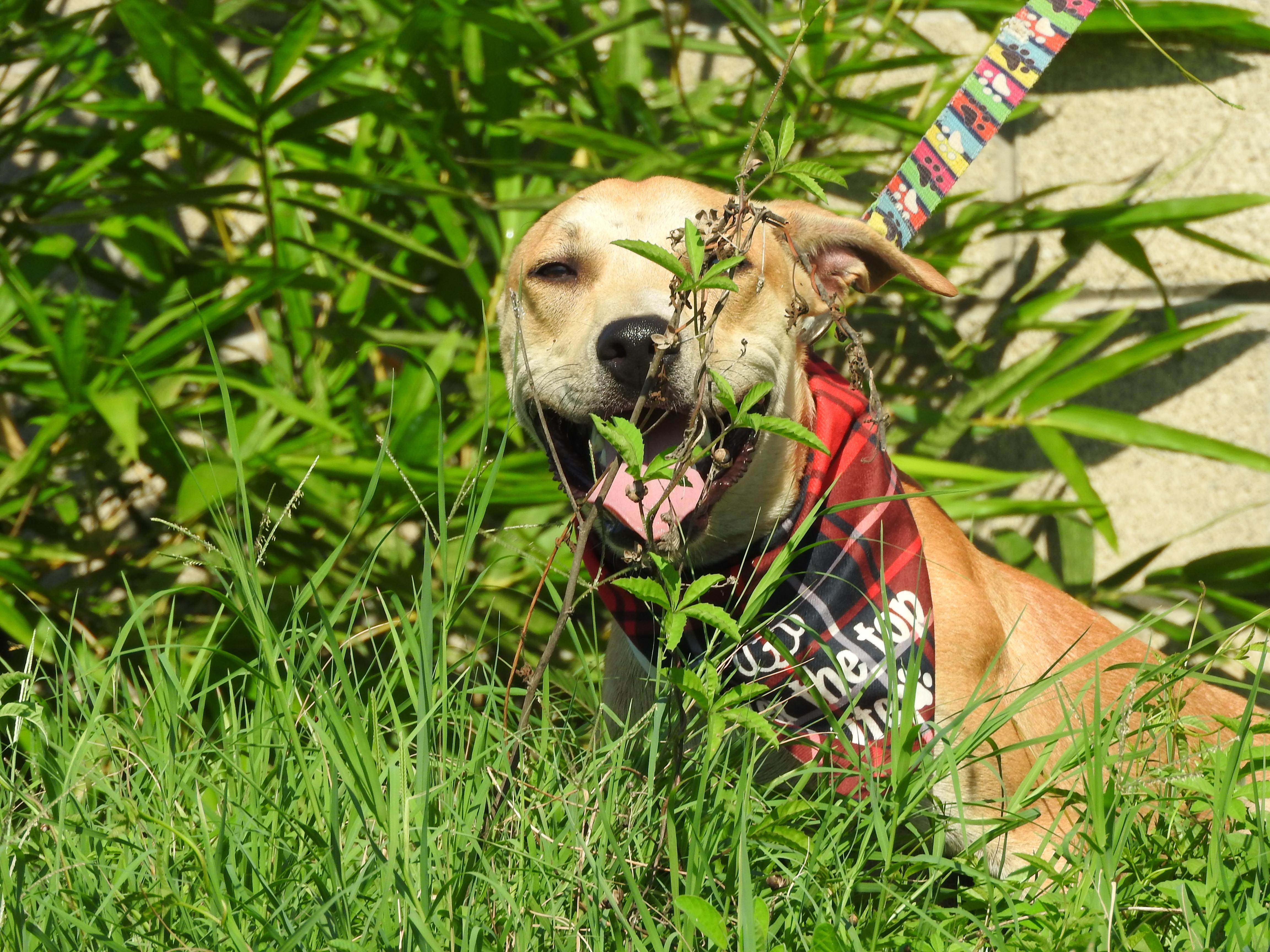 Enlarge Snoopy, a Adoptable mixed breed in Vancouver, BC image 5/6