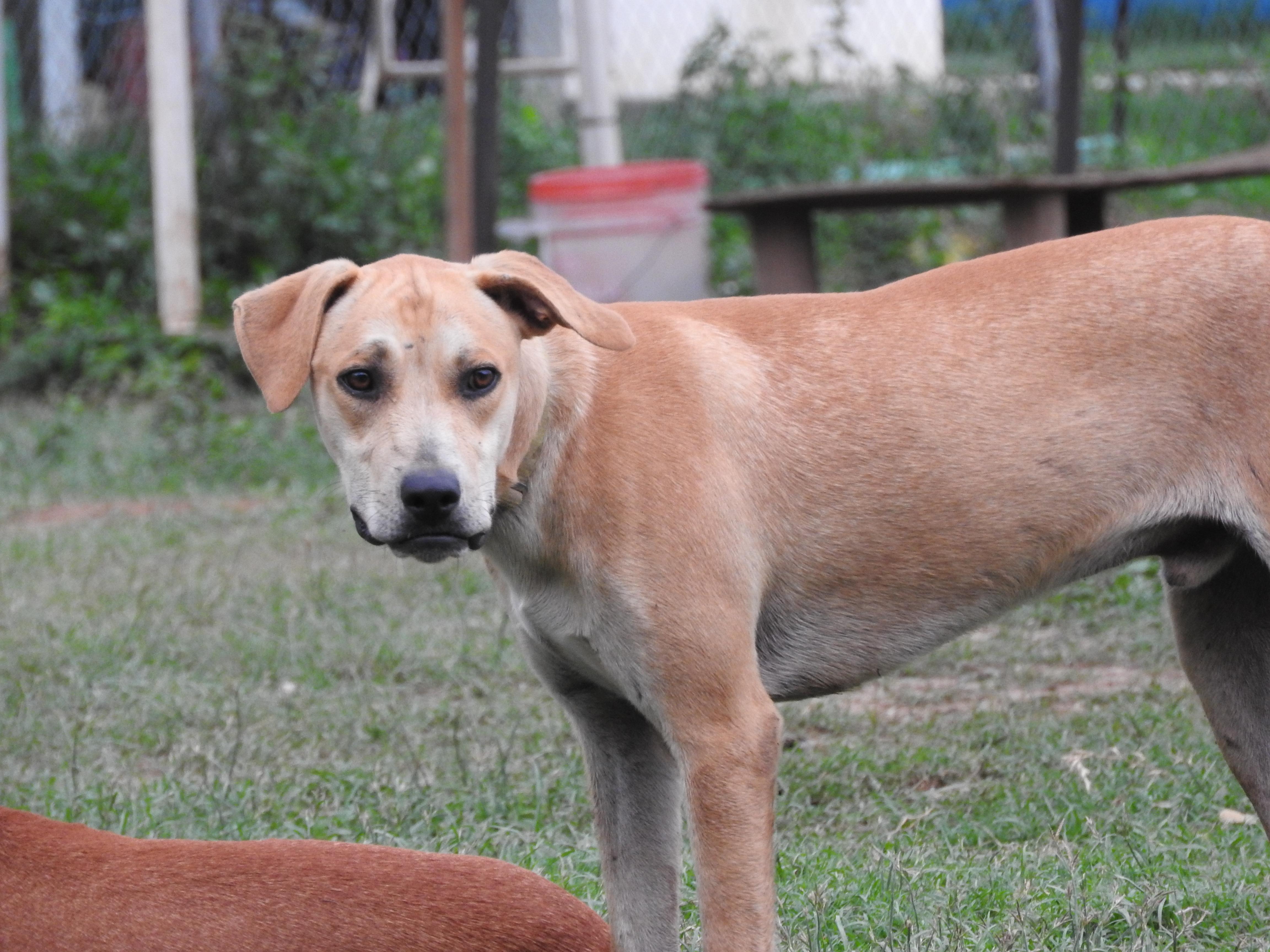 Enlarge Snoopy, a Adoptable mixed breed in Vancouver, BC image 6/6