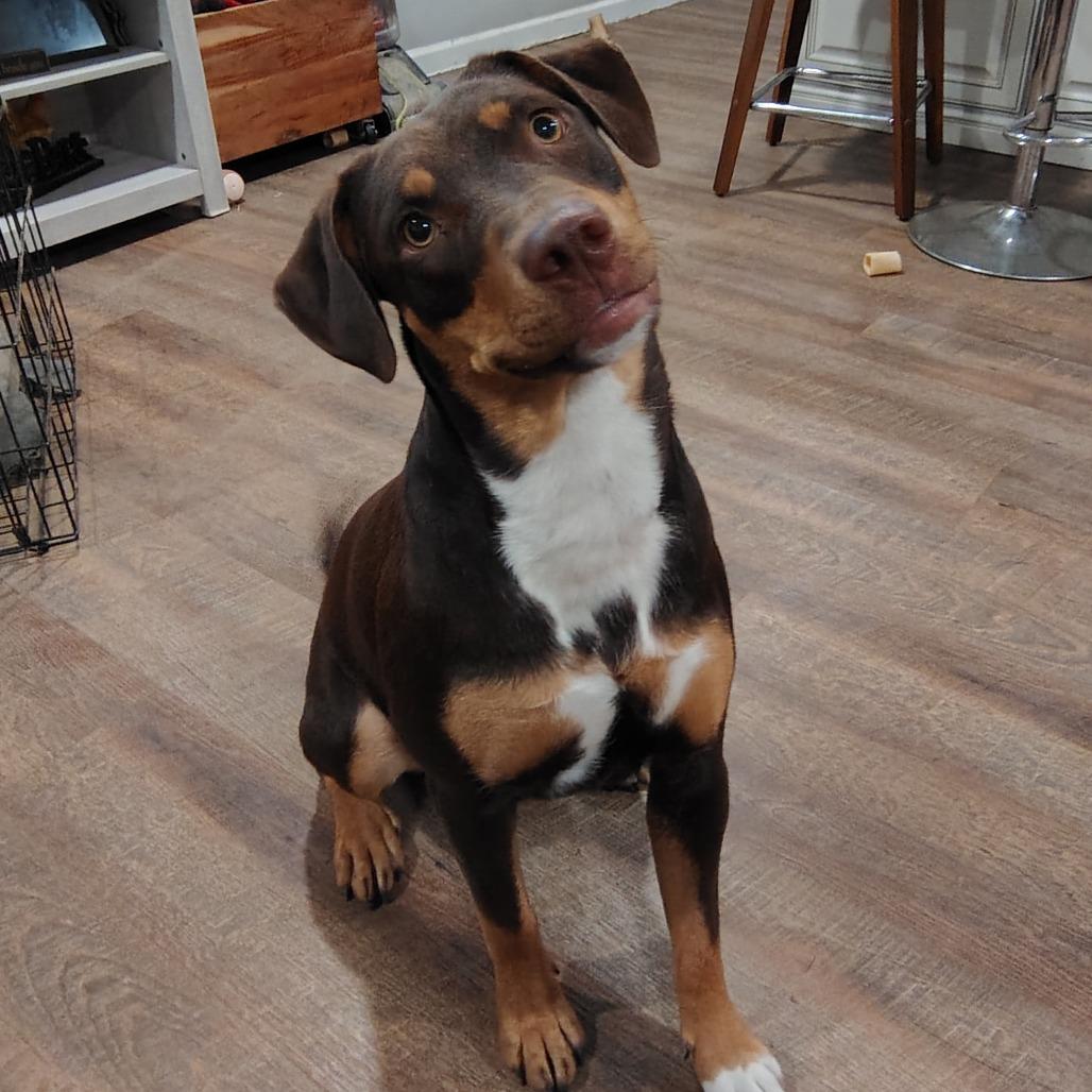 Penny, Adoptable, Young Female Shepherd & Mixed Breed.