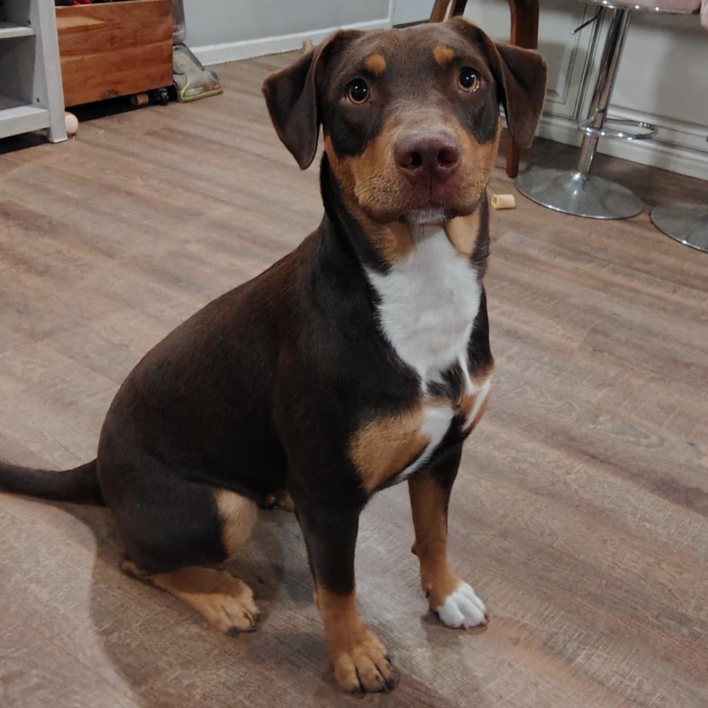 Enlarge Penny, a Adoptable mixed breed in Cincinnati, OH image 2/6