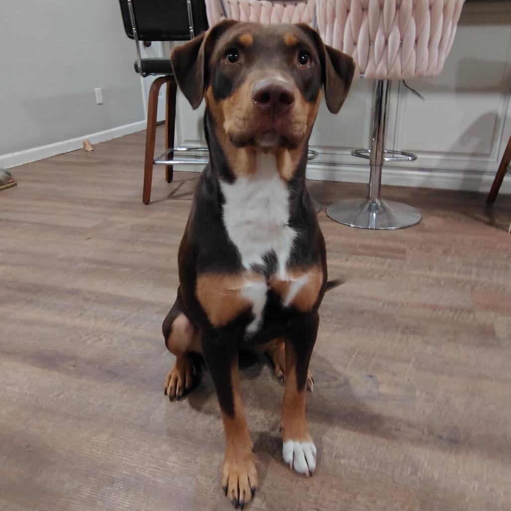 Enlarge Penny, a Adoptable mixed breed in Cincinnati, OH image 3/6