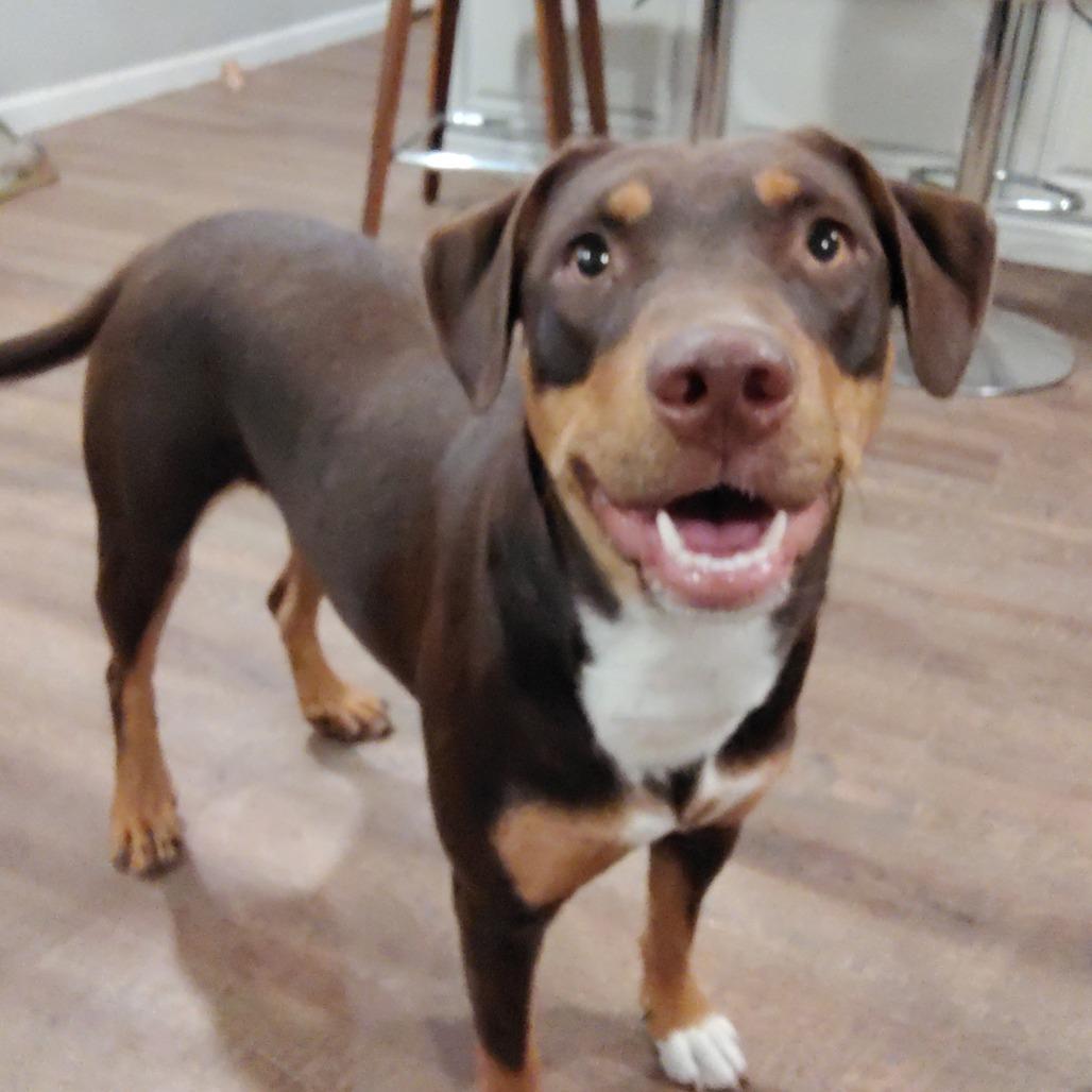 Enlarge Penny, a Adoptable mixed breed in Cincinnati, OH image 4/6