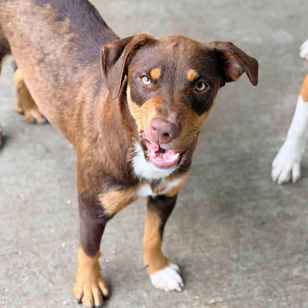 Enlarge Penny, a Adoptable mixed breed in Cincinnati, OH image 5/6