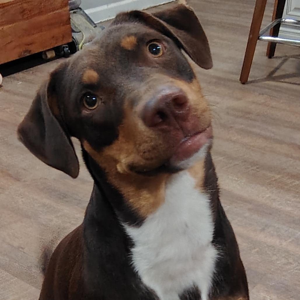 Enlarge Penny, a Adoptable mixed breed in Cincinnati, OH image 6/6