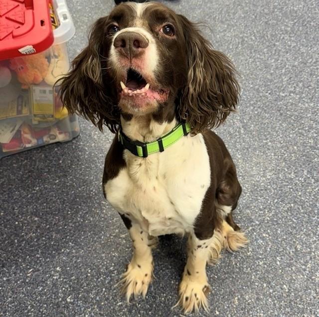 ALFIE, Adoptable, Adult Male English Springer Spaniel & Mixed Breed.