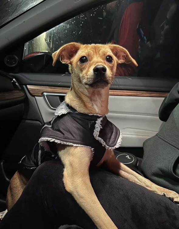 Sarah, Adopted, Young Female Chihuahua & Whippet.