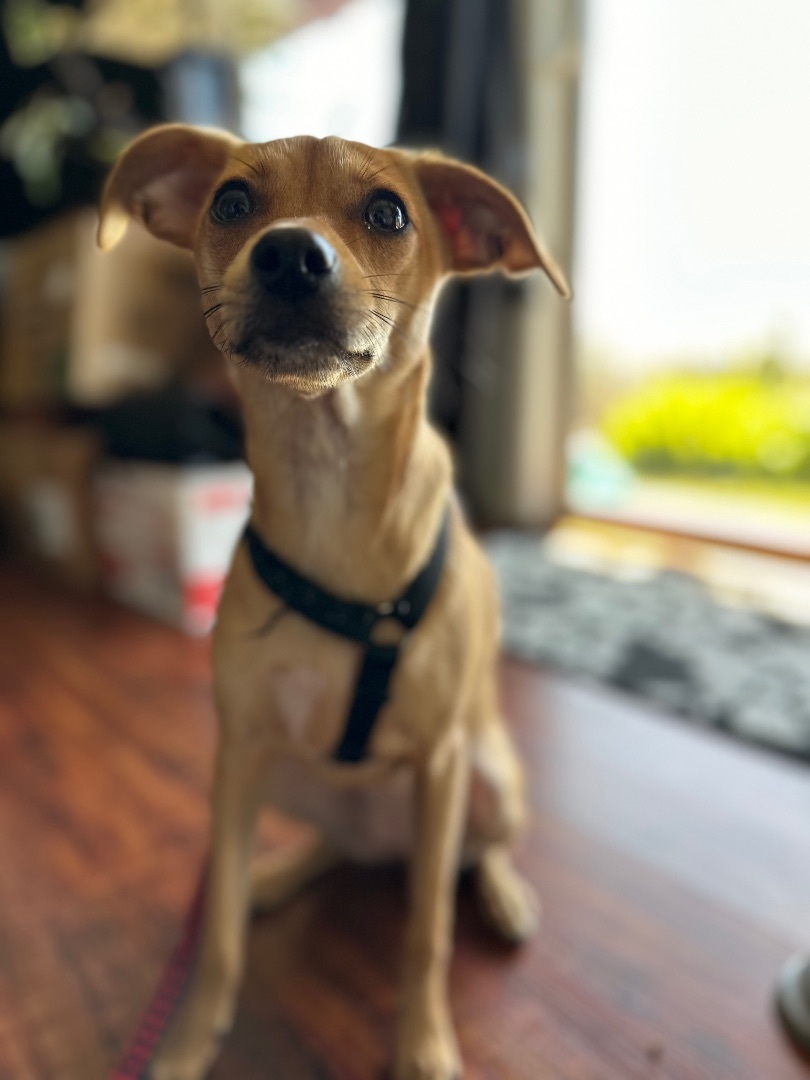 Sarah, a Adopted mixed breed in Tigard, OR image 2/6