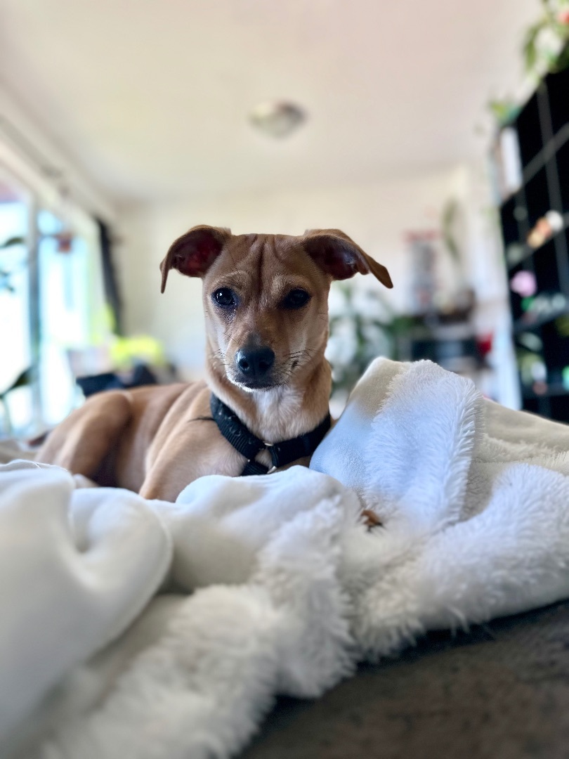 Sarah, a Adopted mixed breed in Tigard, OR image 3/6