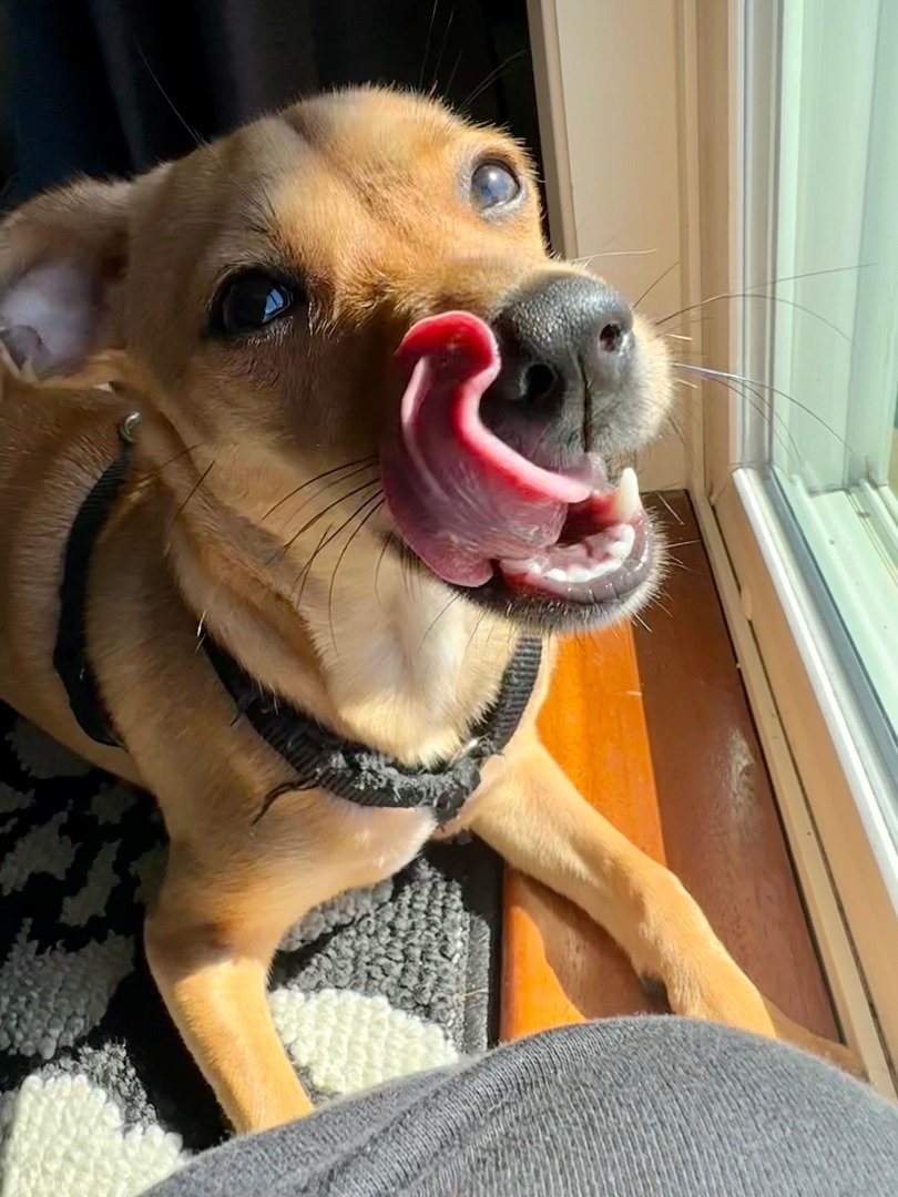 Sarah, a Adopted mixed breed in Tigard, OR image 4/6