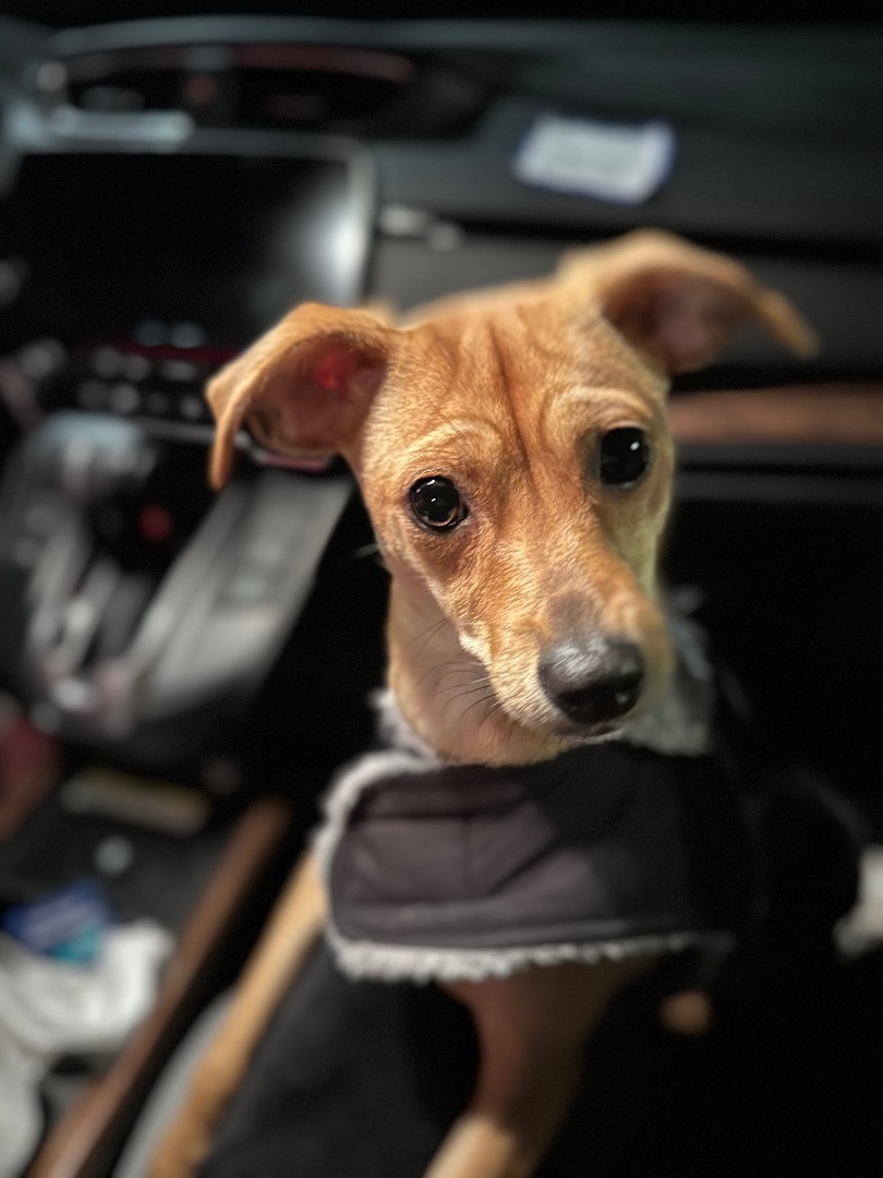 Sarah, a Adopted mixed breed in Tigard, OR image 5/6