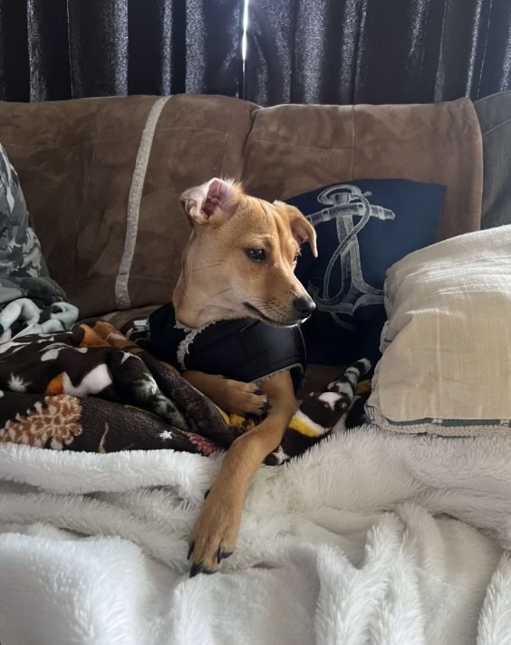 Sarah, a Adopted mixed breed in Tigard, OR image 6/6