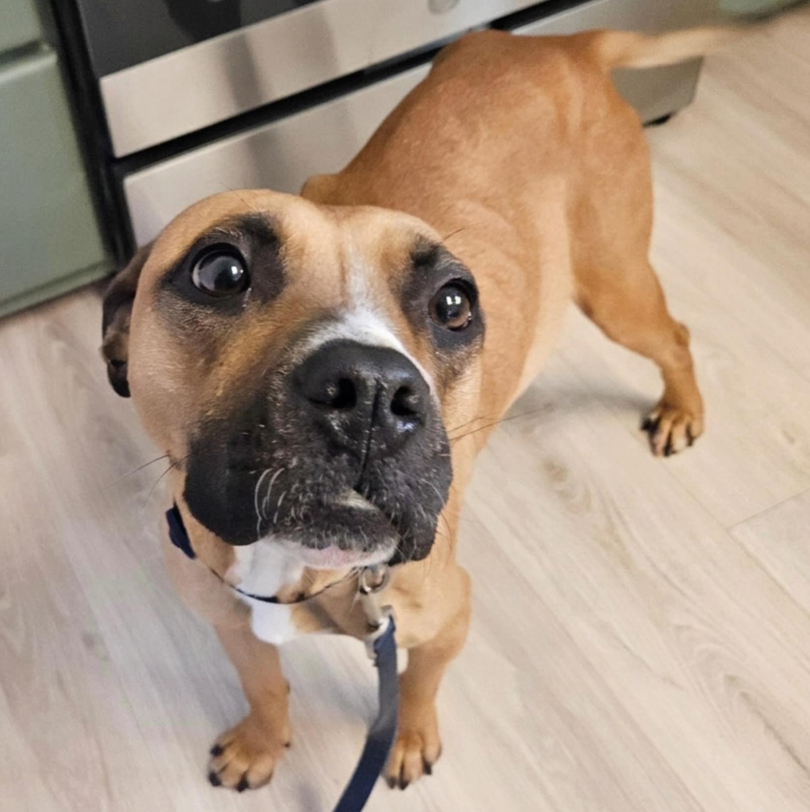 Enlarge Zula, a Adoptable mixed breed in Denver, NC image 1/6