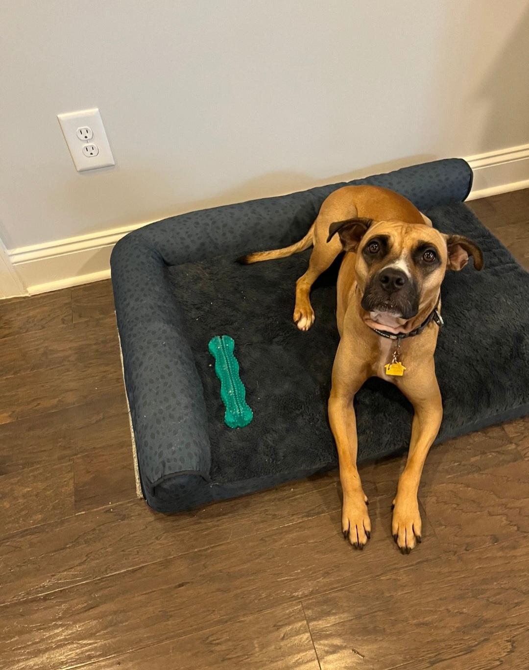 Zula, Adoptable, Young Female Boxer.