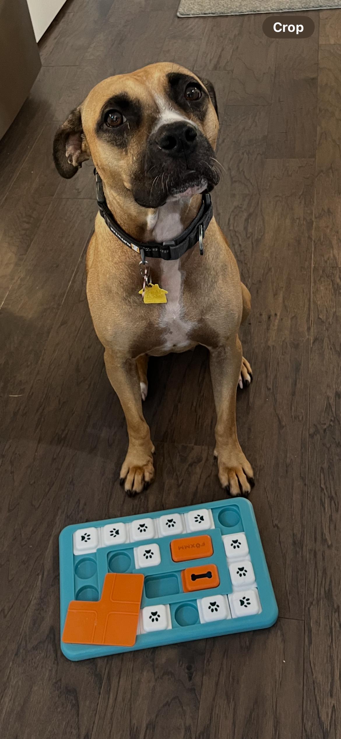 Enlarge Zula, a Adoptable mixed breed in Denver, NC image 2/6