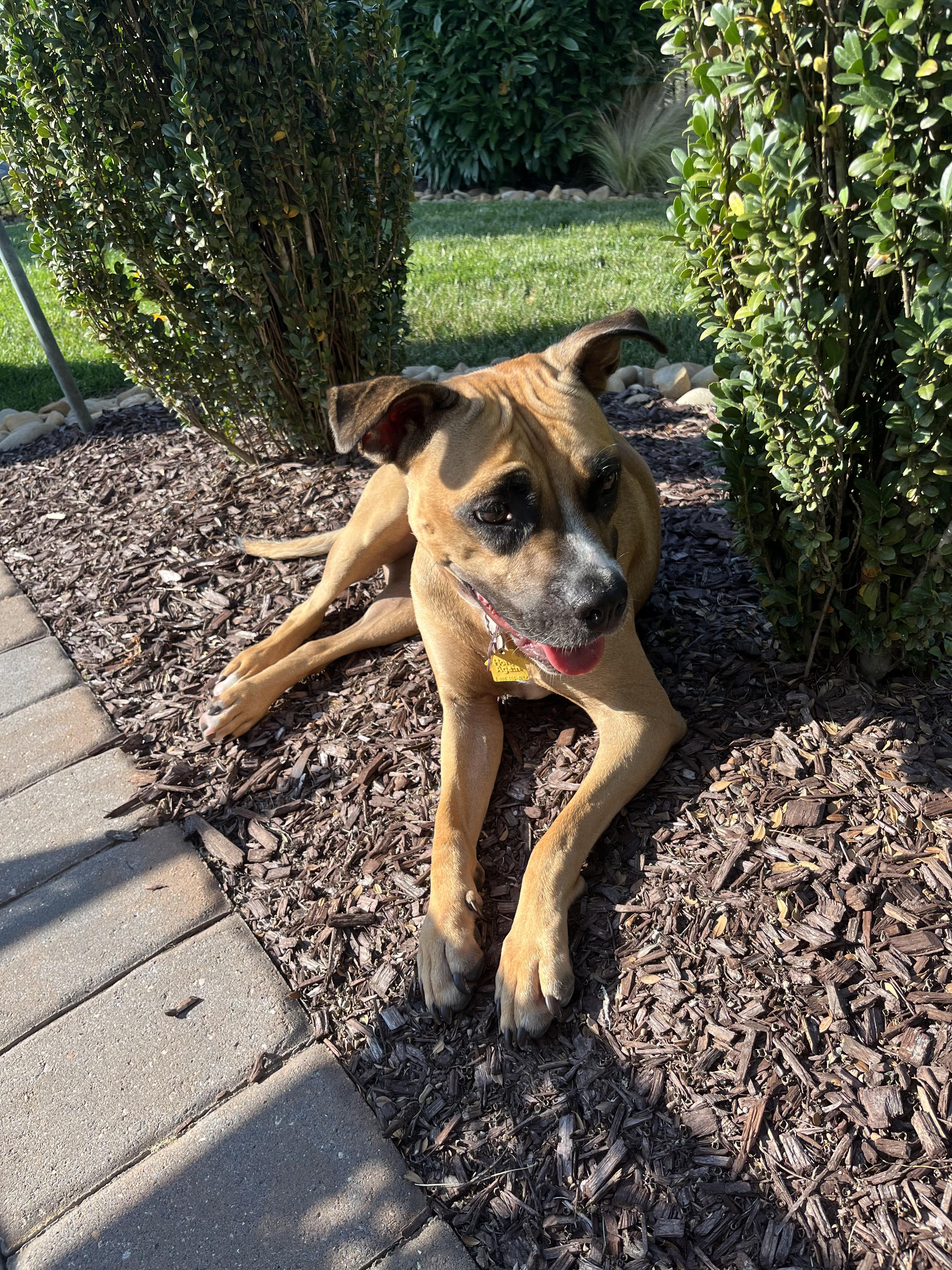 Enlarge Zula, a Adoptable mixed breed in Denver, NC image 3/6
