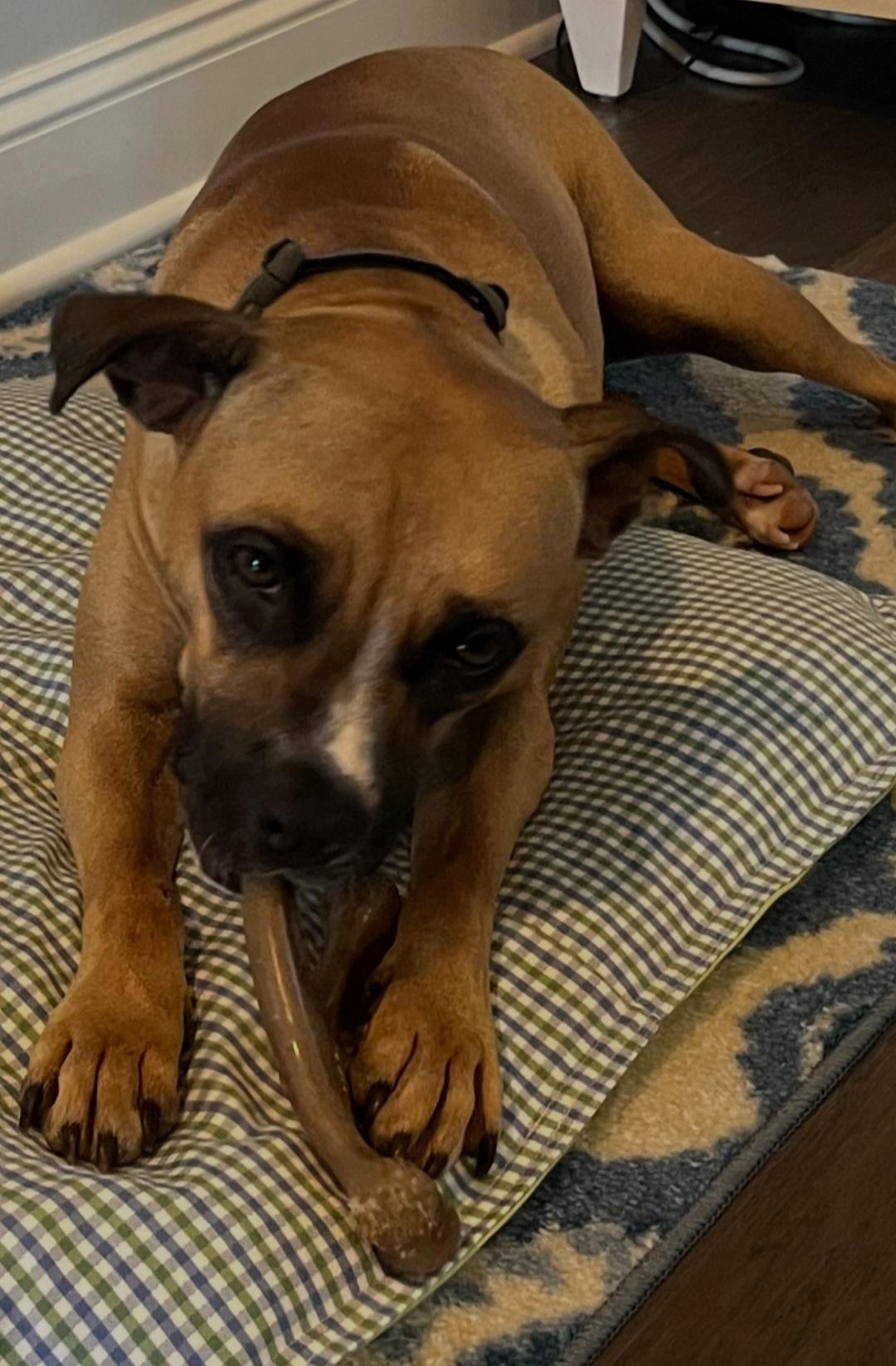 Enlarge Zula, a Adoptable mixed breed in Denver, NC image 4/6