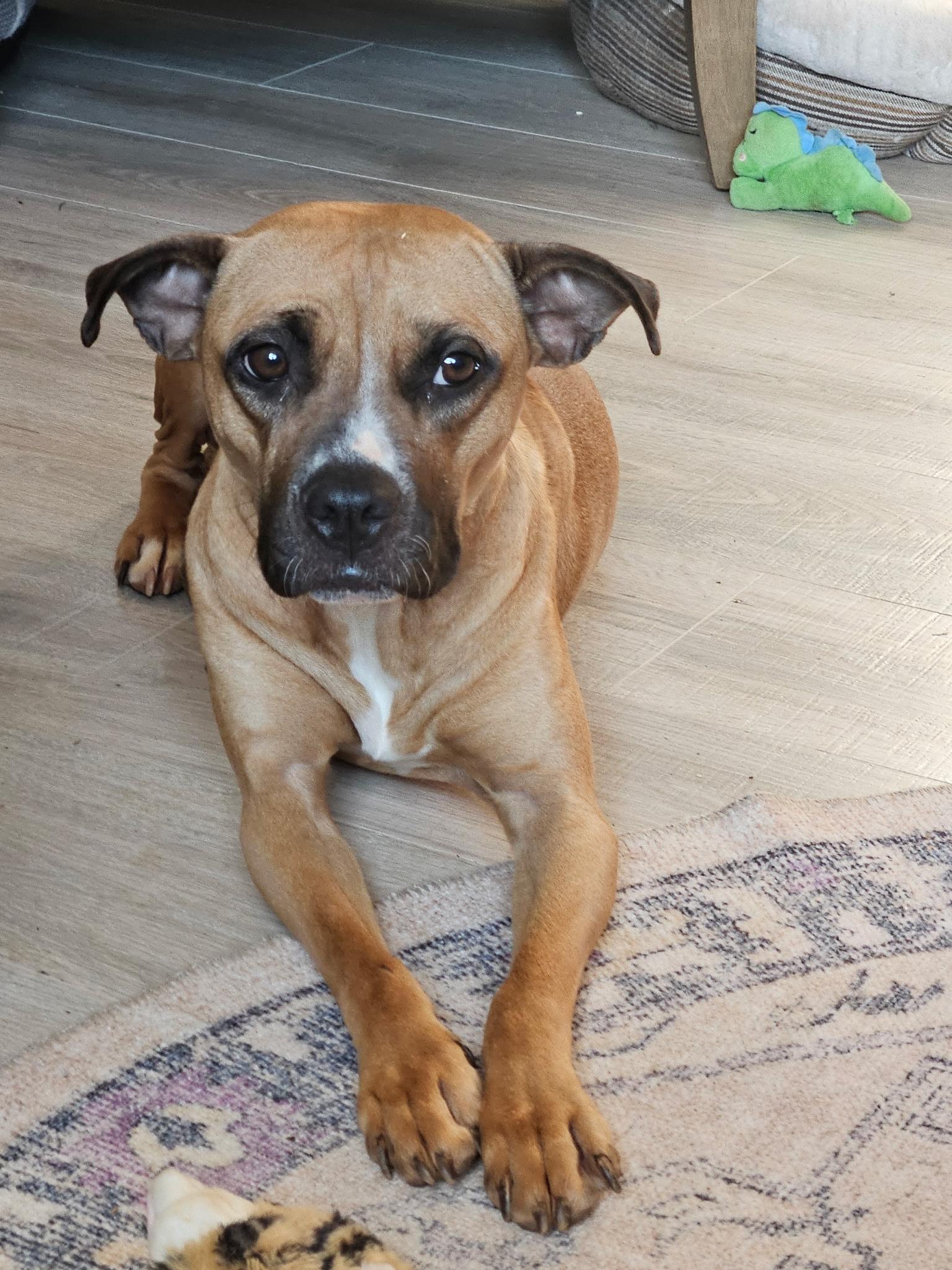 Enlarge Zula, a Adoptable mixed breed in Denver, NC image 5/6