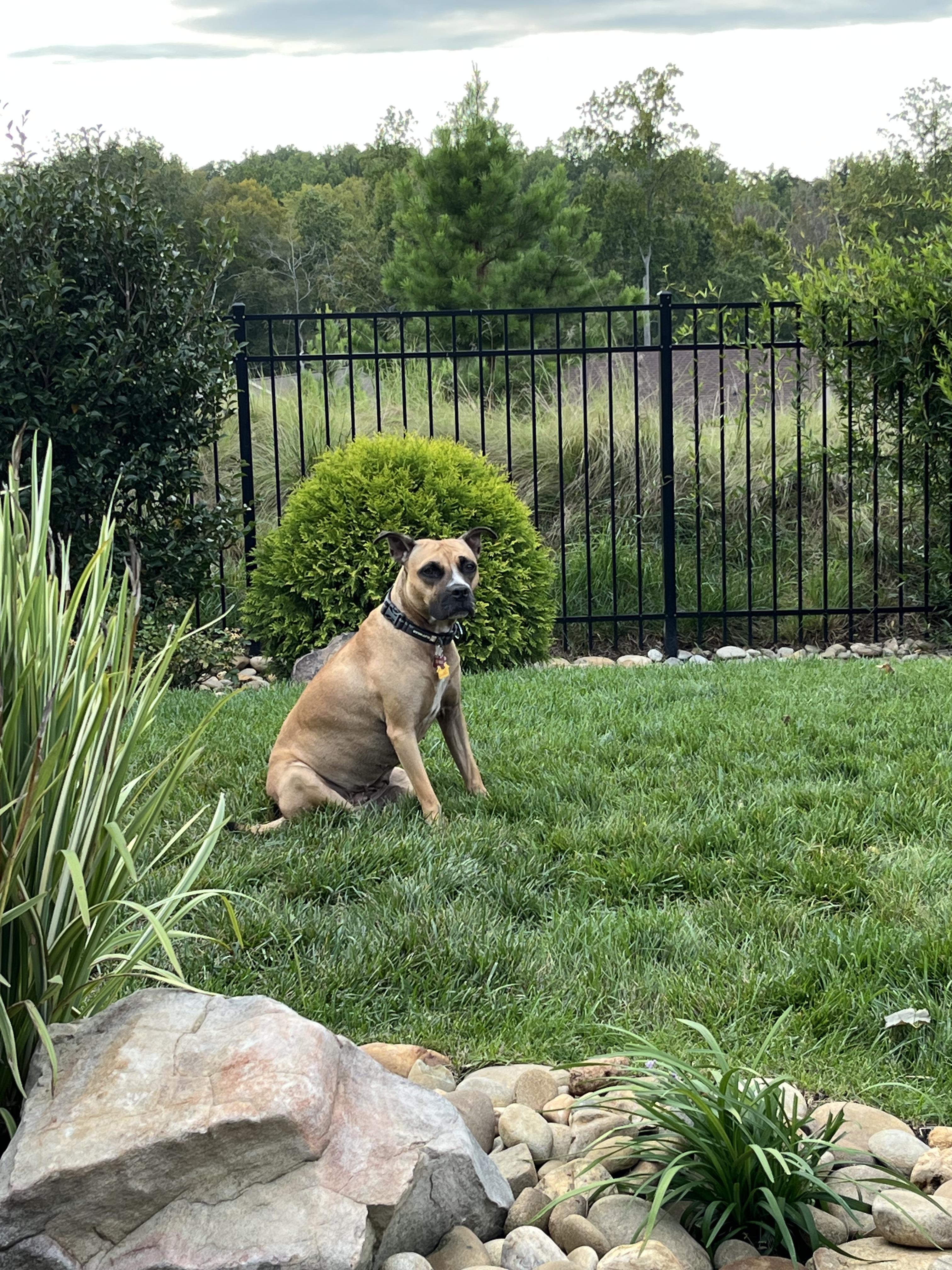 Enlarge Zula, a Adoptable mixed breed in Denver, NC image 6/6