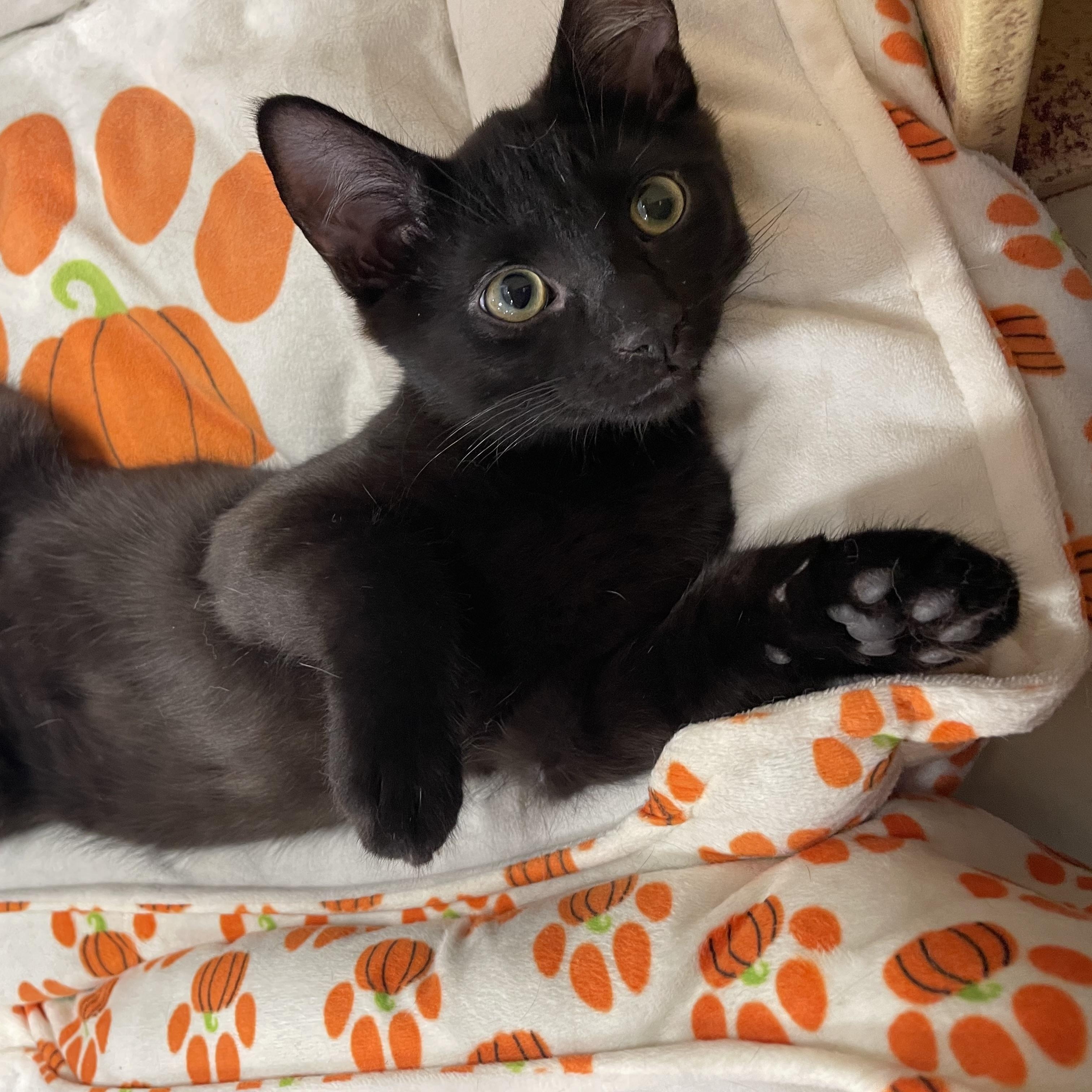 Mazee (bonded with Yuki), an adopted mixed breed in Scarborough, ON image 5/5