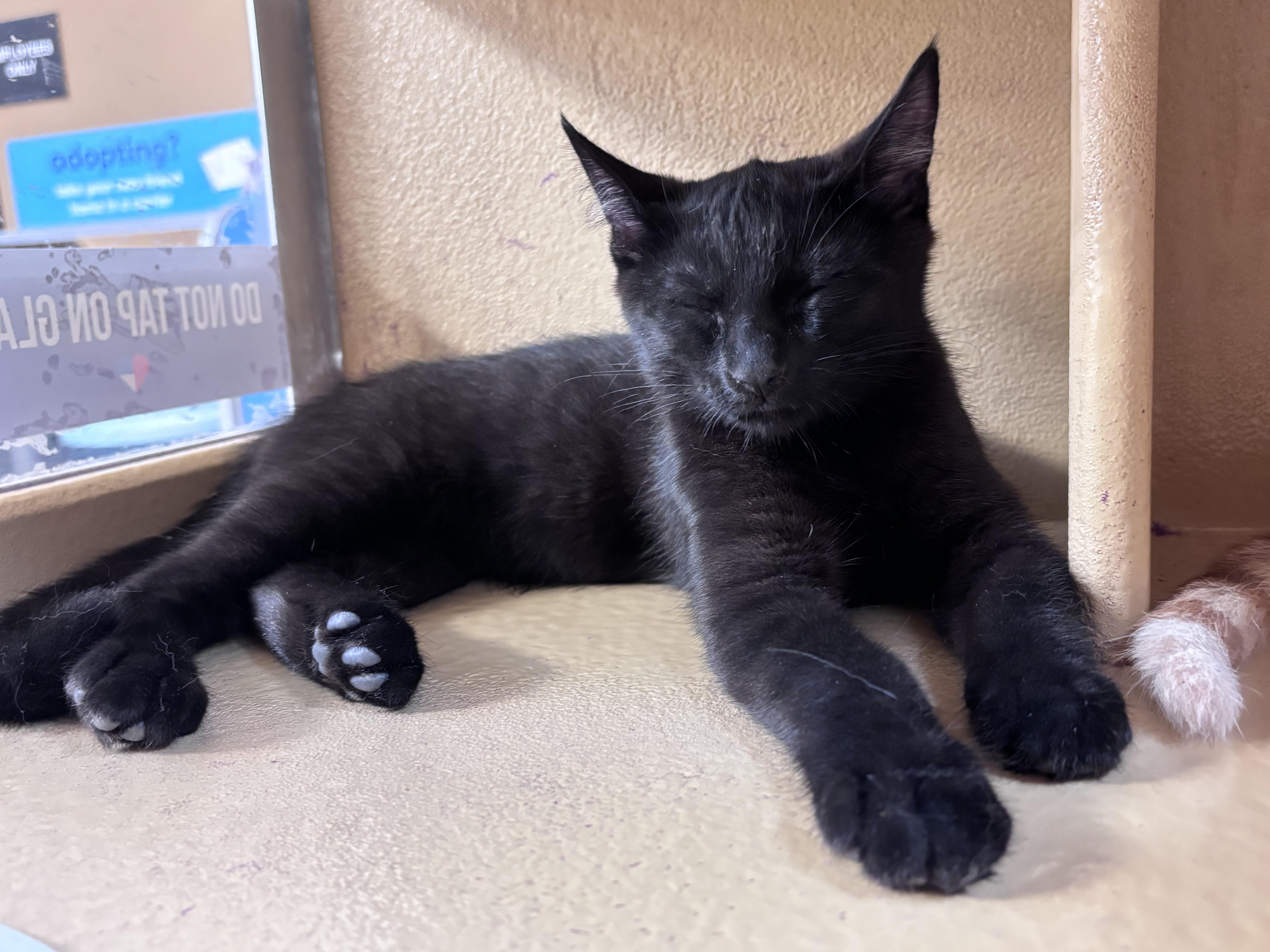 Mazee (bonded with Yuki), an adopted mixed breed in Scarborough, ON image 4/5