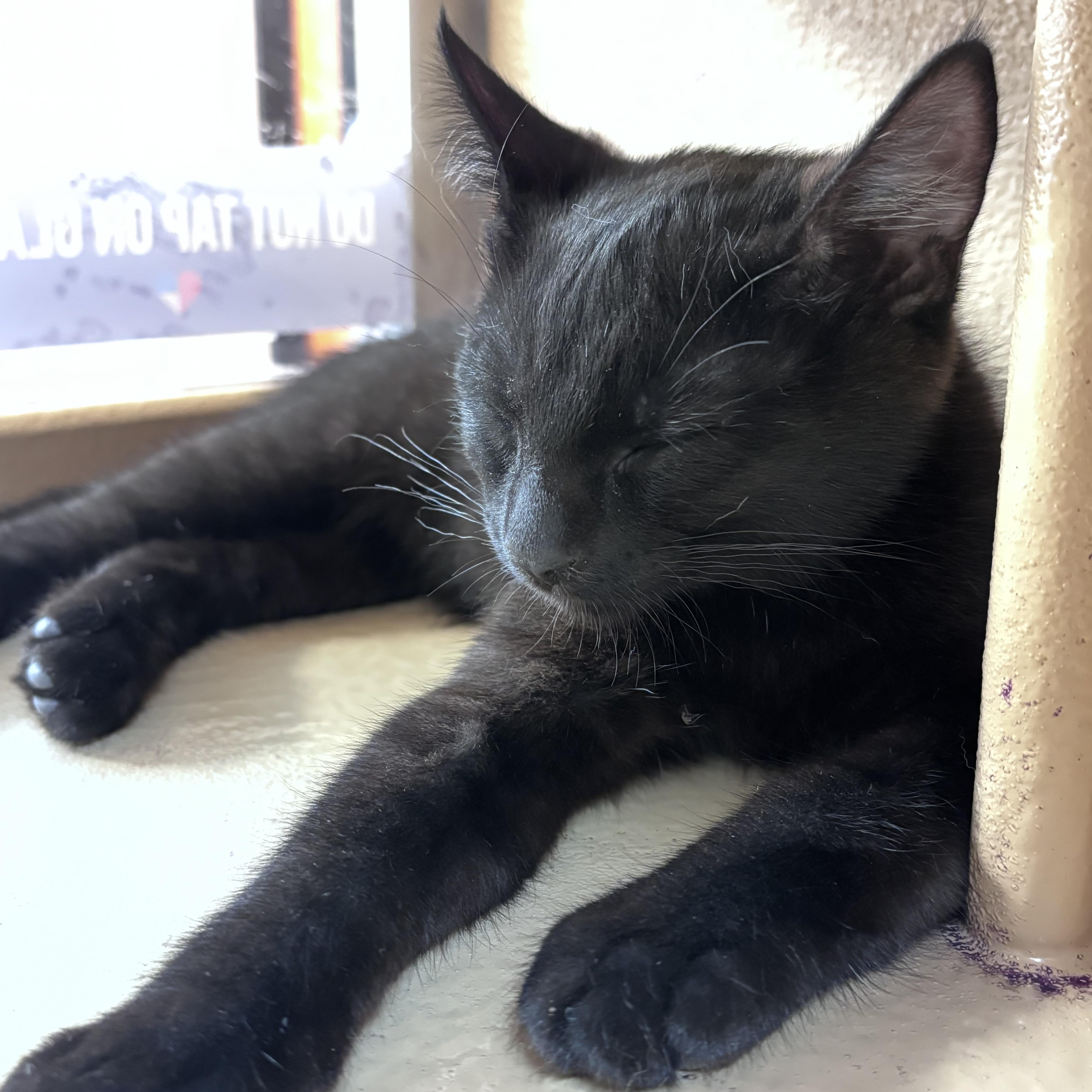 Mazee (bonded with Yuki), an adopted mixed breed in Scarborough, ON image 2/5