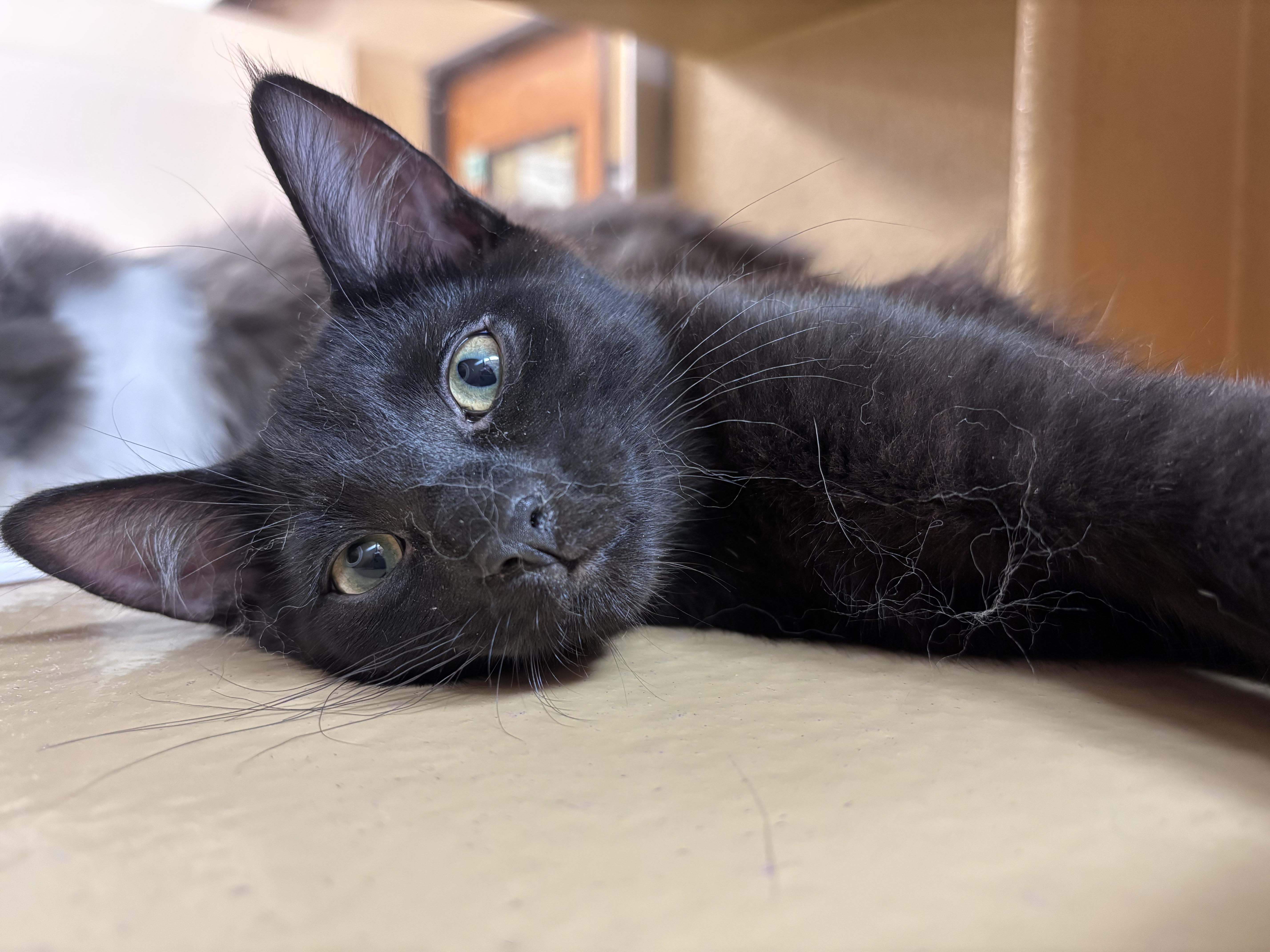 Mazee (bonded with Yuki), adopted, Kitten Male Domestic Short Hair.