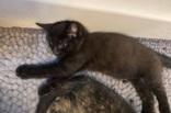 Mazee (bonded with Yuki), an adopted mixed breed in Scarborough, ON image 3/5